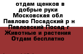 отдам щенков в добрые руки - Московская обл., Павлово-Посадский р-н, Павловский Посад г. Животные и растения » Отдам бесплатно   